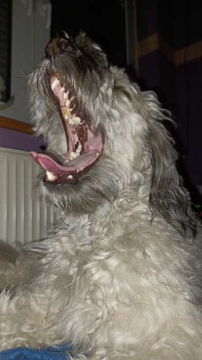 Dogorama Photo Challenge - Frühjahrsmüdigkeit-Beitrag-Bild