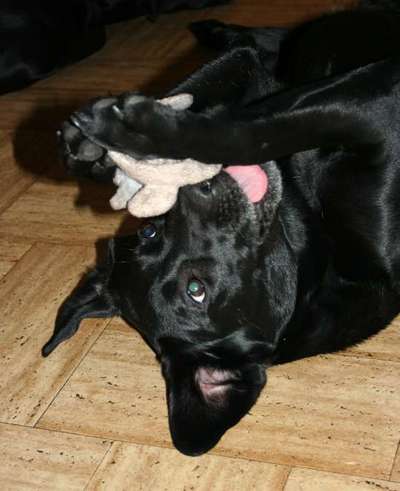 11. Collagen-Challenge
Dein*e Hund*e in verschiedenen Lebensphasen-Beitrag-Bild