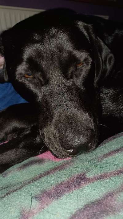 Dogorama Photo Challenge - Details Ganz nah-Beitrag-Bild