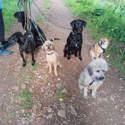 Hundetreffen-Gassi- Spiel- und Training-Bild