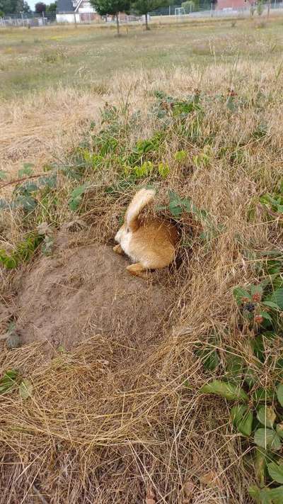 Dogorama Photo Challenge - Buddeln-Beitrag-Bild