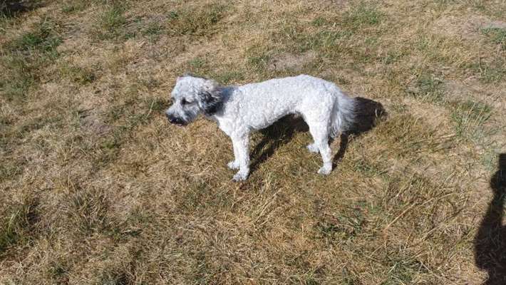 TierschutzhundeStammtisch🐕-Beitrag-Bild