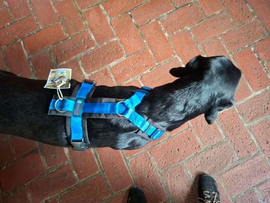 Wie sitzt mein Geschirr?-Beitrag-Bild