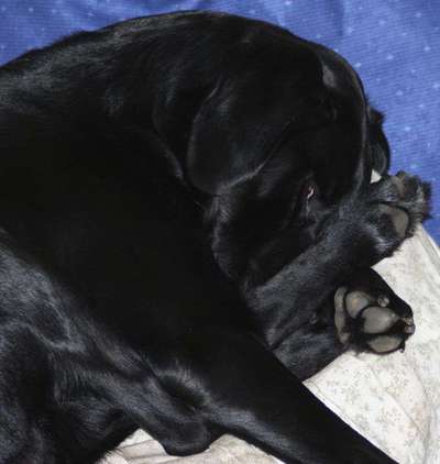 Dogorama Photo Challenge - besondere Eigenschaften-Beitrag-Bild