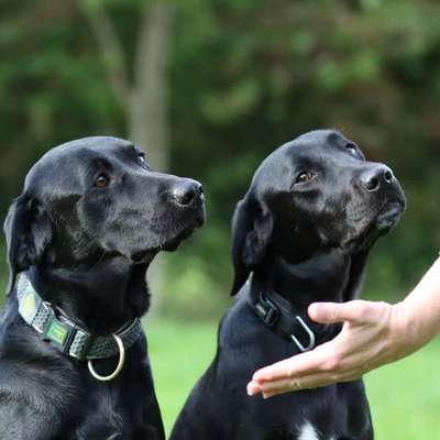 Ist es wirklich undenkbar, mit Hunden so umzugehen, wie sie es verdienen?-Beitrag-Bild