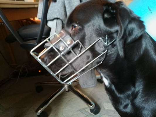 Wie sitzt mein Maulkorb / Maulkorb-Beratung-Beitrag-Bild