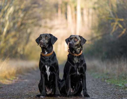 Nass und Trockenfutter mischen-Beitrag-Bild