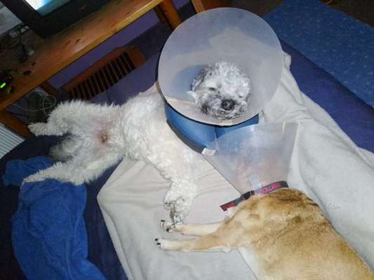 Kragen oder Post-OP-Body-Beitrag-Bild