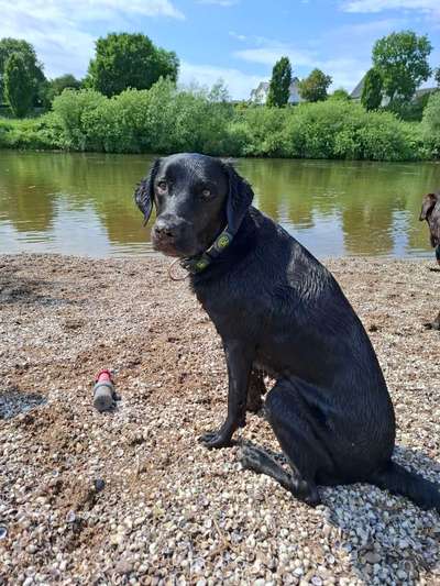 Ist meine Hündin zu dünn ?-Beitrag-Bild