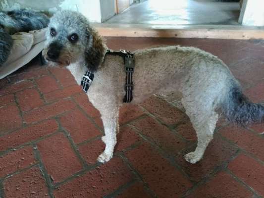 Wie sitzt mein Geschirr?-Beitrag-Bild