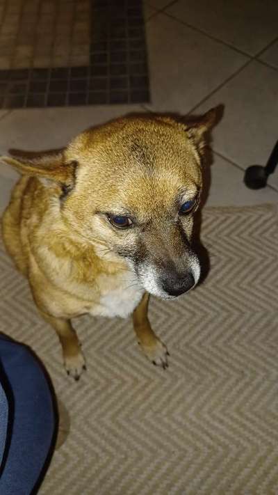 Dogorama Photo Challenge- genervter Blick-Beitrag-Bild