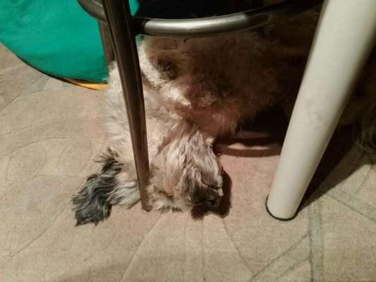 Junghund lässt Frauchen nicht aus der Wohnung-Beitrag-Bild