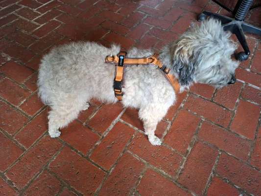 Wie sitzt mein Geschirr?-Beitrag-Bild