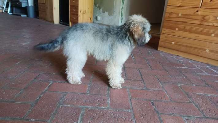 Alles rund um den Pudel-Beitrag-Bild