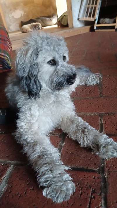 Alles rund um den Pudel-Beitrag-Bild