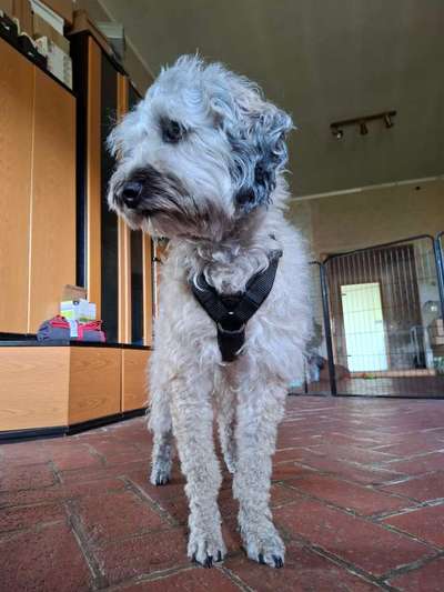 Wie sitzt mein Geschirr?-Beitrag-Bild