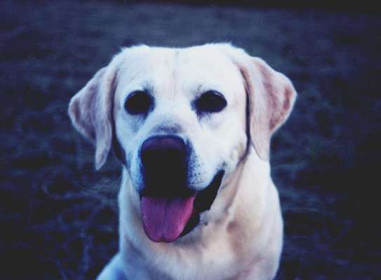 Hunderunde-Beitrag-Bild