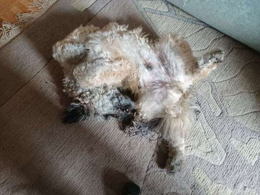 Austausch über Tibetdoodle-Beitrag-Bild