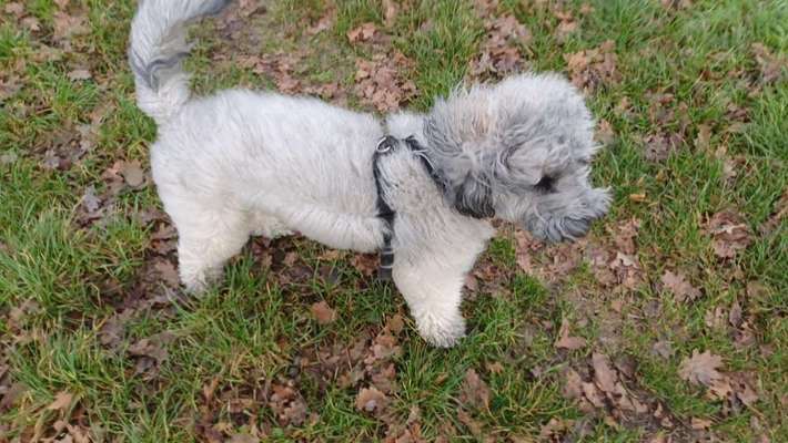 Wie sitzt mein Geschirr?-Beitrag-Bild