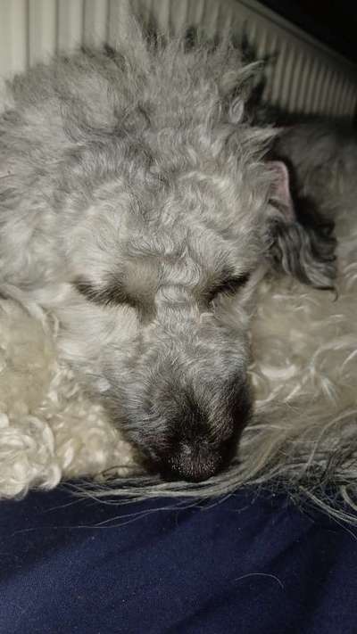 Austausch über Tibetdoodle-Beitrag-Bild