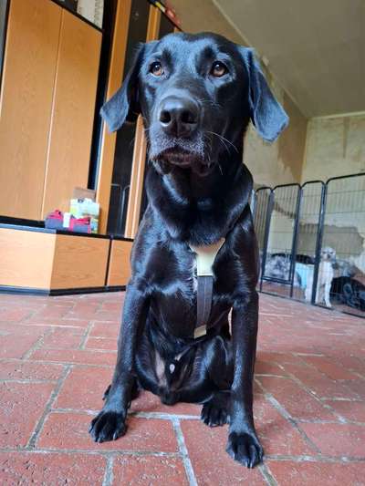 Wie sitzt mein Geschirr?-Beitrag-Bild