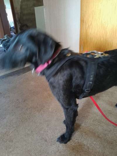 Wie sitzt mein Geschirr?-Beitrag-Bild