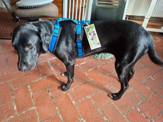 Wie sitzt mein Geschirr?-Beitrag-Bild