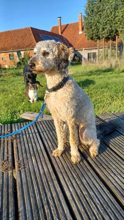 Alles rund um den Pudel-Beitrag-Bild