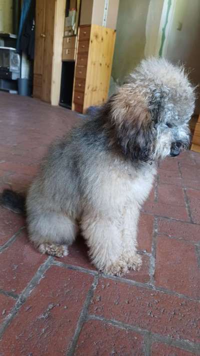 Alles rund um den Pudel-Beitrag-Bild