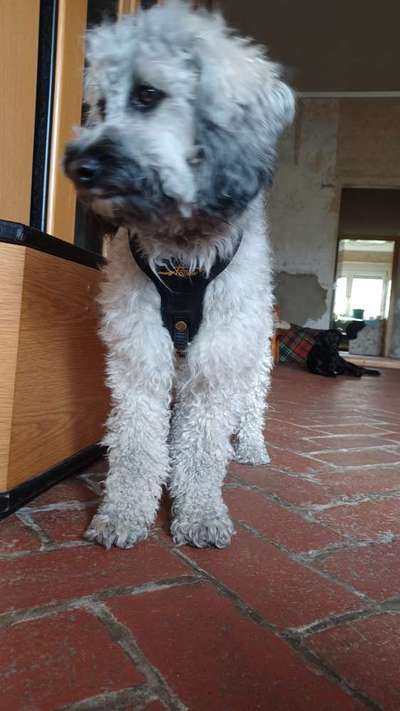 Wie sitzt mein Geschirr?-Beitrag-Bild