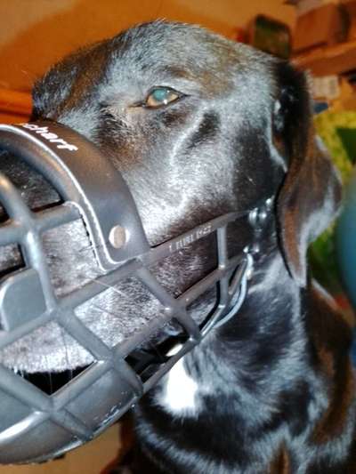 Wie sitzt mein Maulkorb / Maulkorb-Beratung-Beitrag-Bild