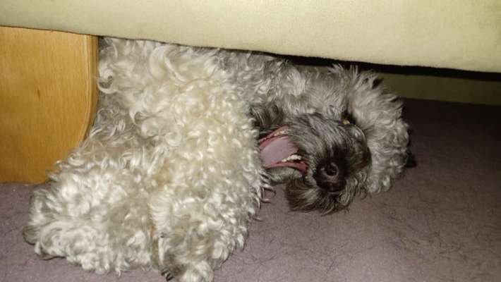 Lustige Eigenheiten-Beitrag-Bild