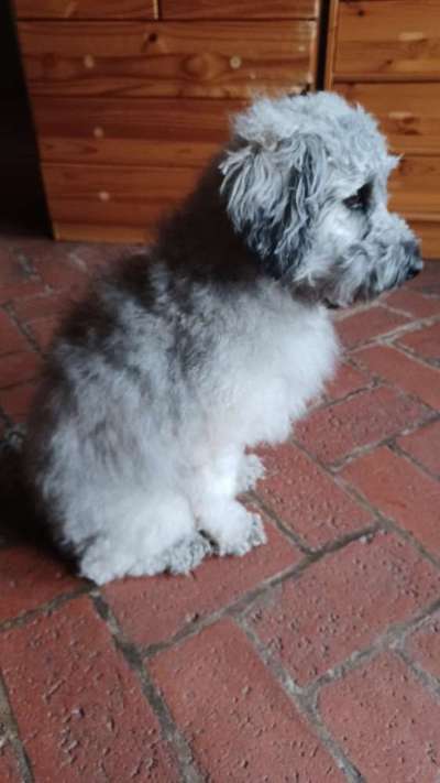 Austausch über Tibetdoodle-Beitrag-Bild