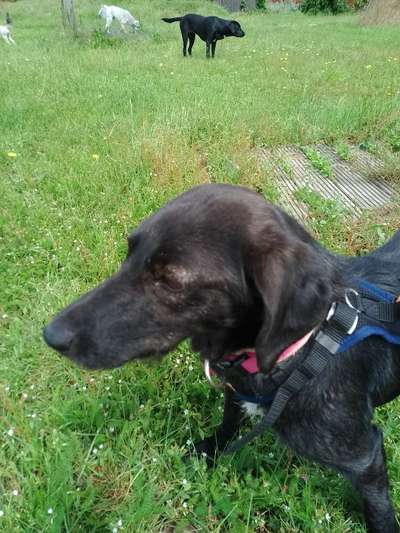 Wie sitzt mein Geschirr?-Beitrag-Bild