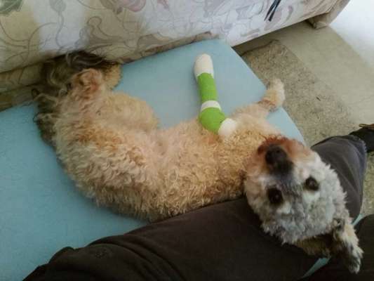 Fixateur extern - wie geht man damit um?-Beitrag-Bild