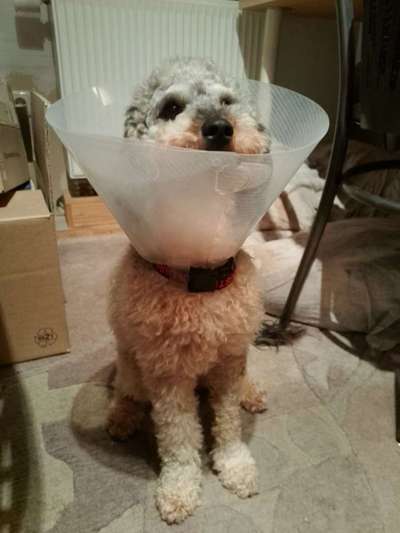 Fixateur extern - wie geht man damit um?-Beitrag-Bild