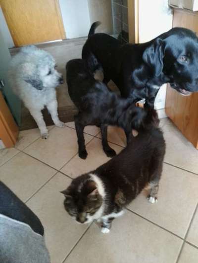 Welpe kommt zu zwei Katzen-Beitrag-Bild