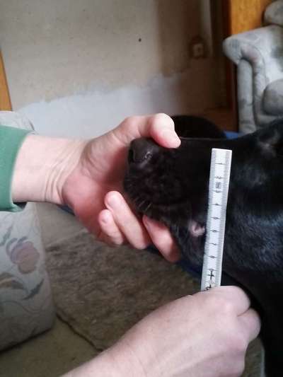 Wie sitzt mein Maulkorb / Maulkorb-Beratung-Beitrag-Bild