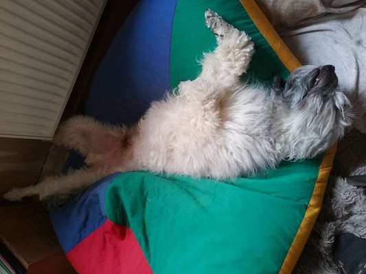 Junghund lässt Frauchen nicht aus der Wohnung-Beitrag-Bild