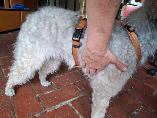 Wie sitzt mein Geschirr?-Beitrag-Bild