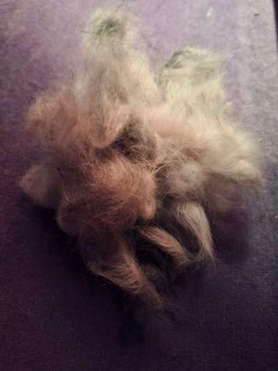 Fell kürzen wegen Hitzeempfindlichkeit-Beitrag-Bild