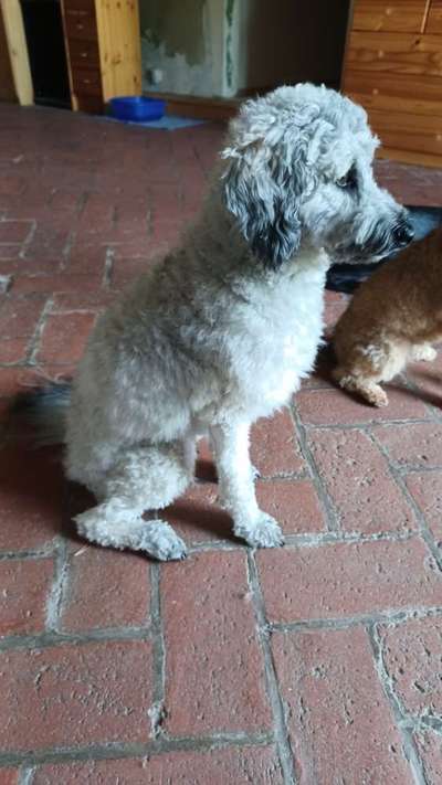 Austausch über Tibetdoodle-Beitrag-Bild