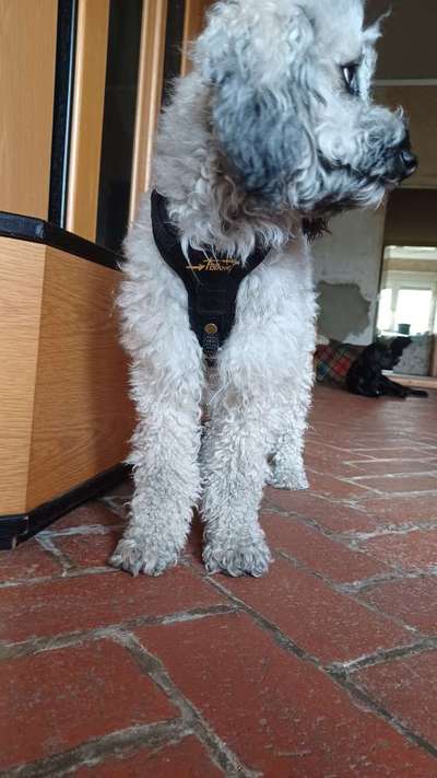 Wie sitzt mein Geschirr?-Beitrag-Bild