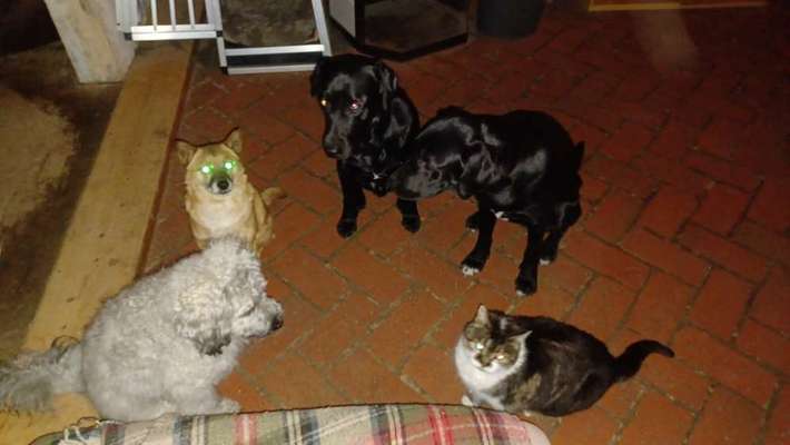 Hunde/Katzenmensch :P-Beitrag-Bild