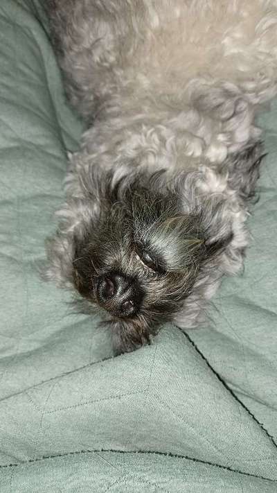 11. Collagen-Challenge
Dein*e Hund*e in verschiedenen Lebensphasen-Beitrag-Bild