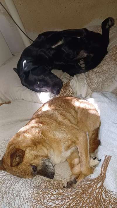 Tipps, Tricks, Klatsch und Tratsch über den Labrador-Beitrag-Bild