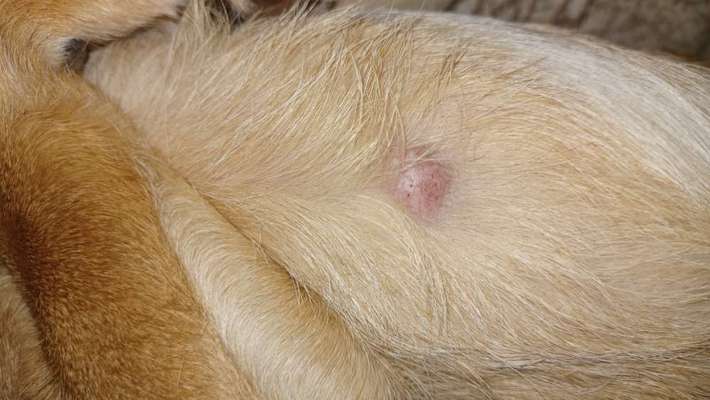 Knubbel entfernen ja oder nein?-Beitrag-Bild