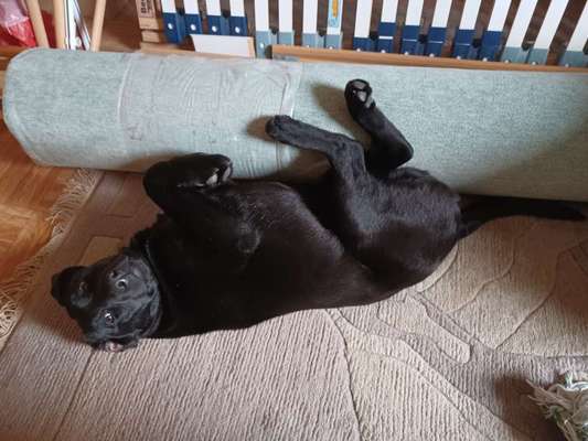 Labradorfans-Beitrag-Bild