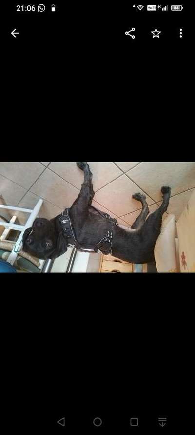 Wie sitzt mein Geschirr?-Beitrag-Bild