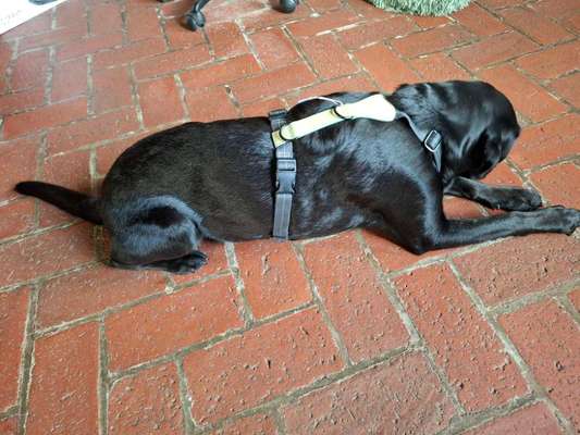 Wie sitzt mein Geschirr?-Beitrag-Bild